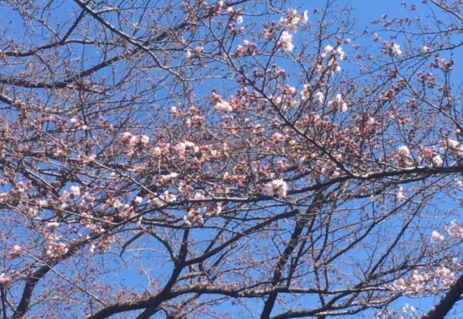 f:id:chuokurashinet:20190324120848p:plain