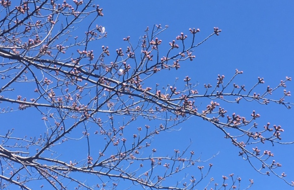 f:id:chuokurashinet:20190324121050p:plain