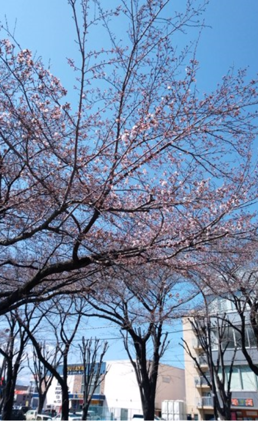 f:id:chuokurashinet:20190324122247p:plain