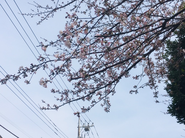f:id:chuokurashinet:20190325145014p:plain