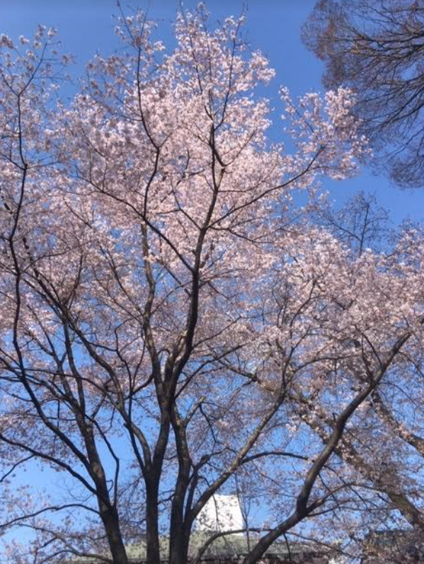 f:id:chuokurashinet:20190326165241p:plain