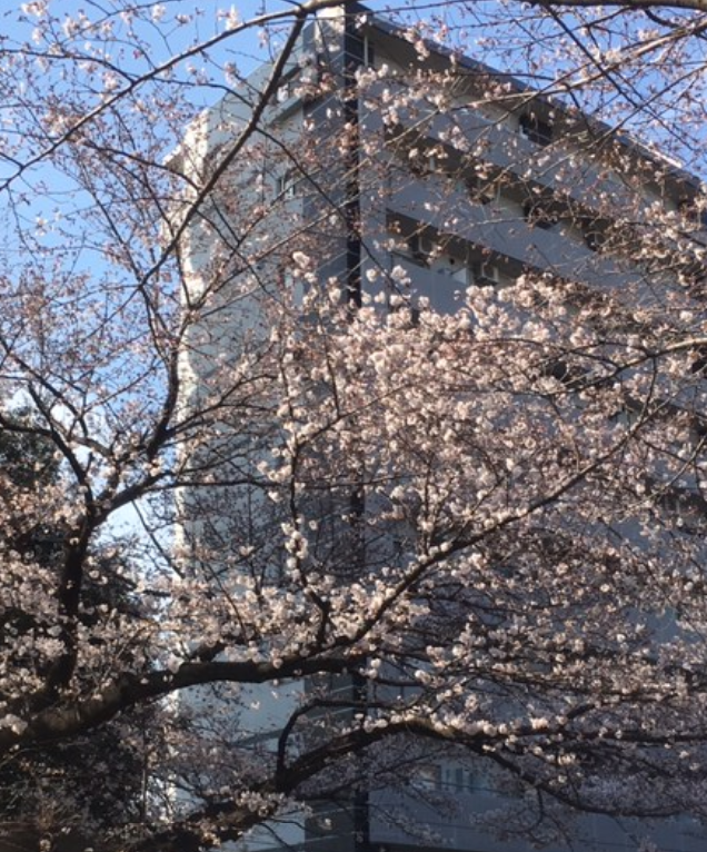 f:id:chuokurashinet:20190326170505p:plain