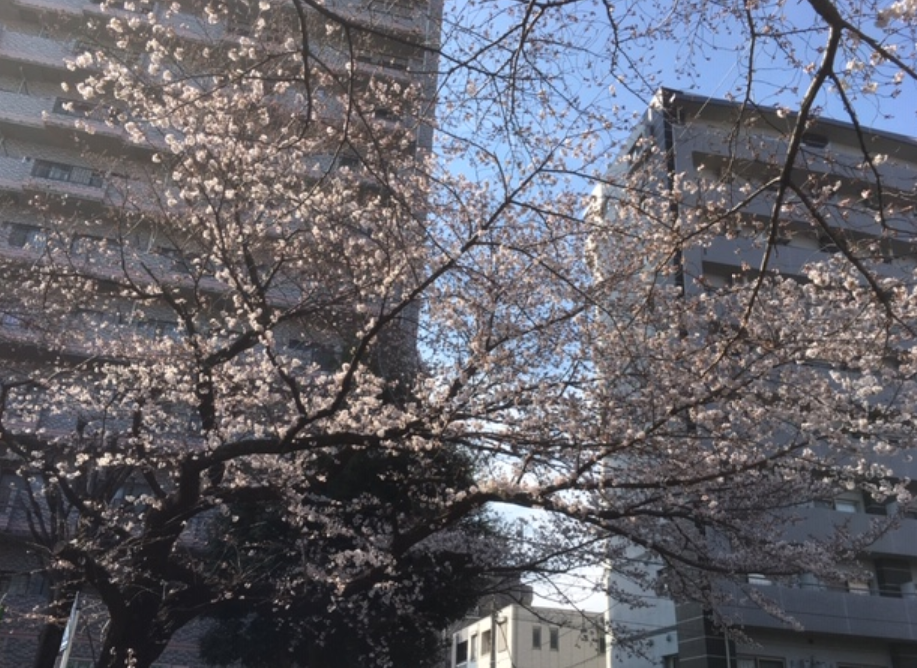 f:id:chuokurashinet:20190326170726p:plain