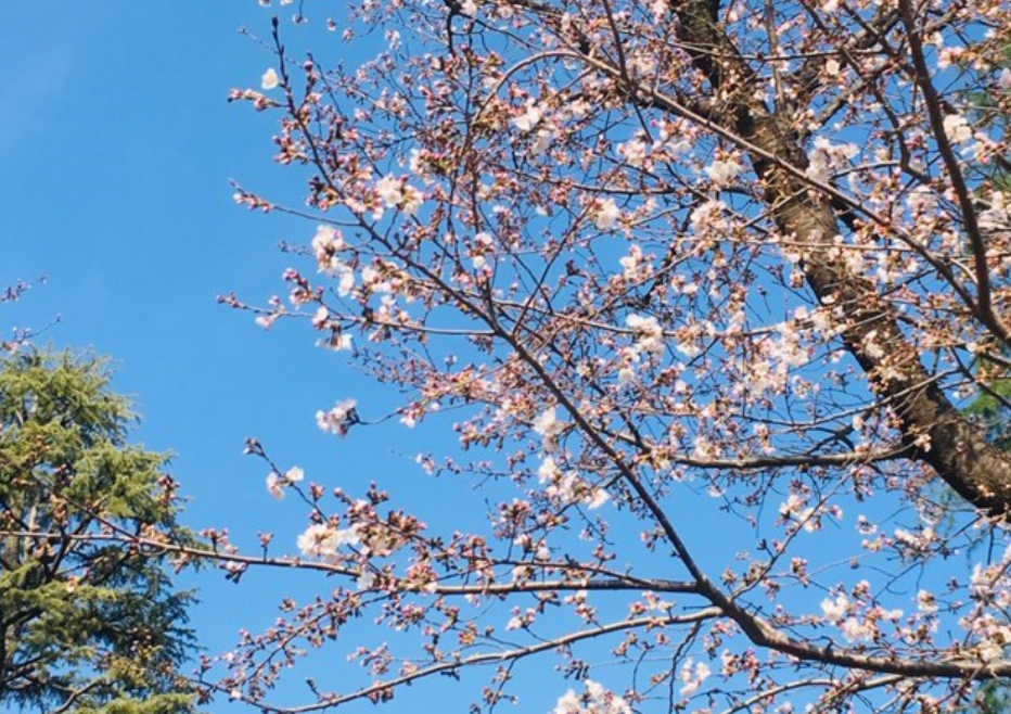 f:id:chuokurashinet:20190326171737p:plain