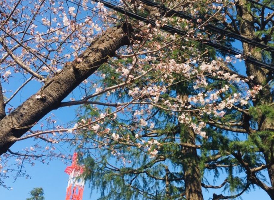 f:id:chuokurashinet:20190326171825p:plain