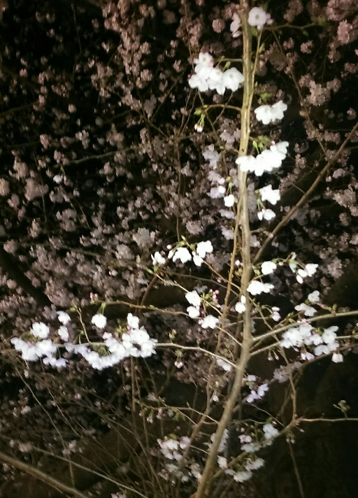 f:id:chuokurashinet:20190328162855p:plain