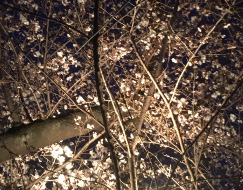 f:id:chuokurashinet:20190329072917p:plain