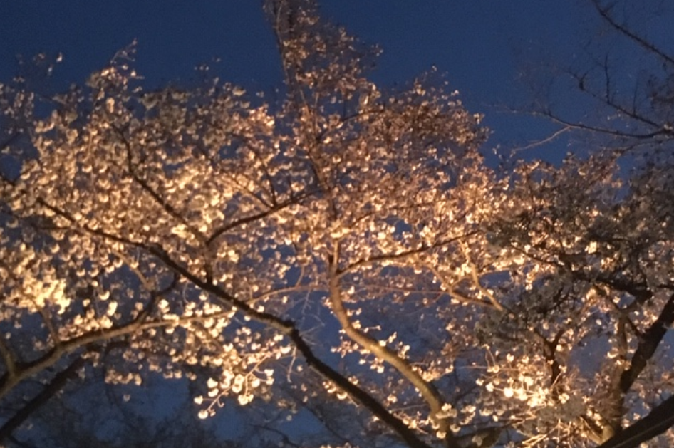 f:id:chuokurashinet:20190329073022p:plain