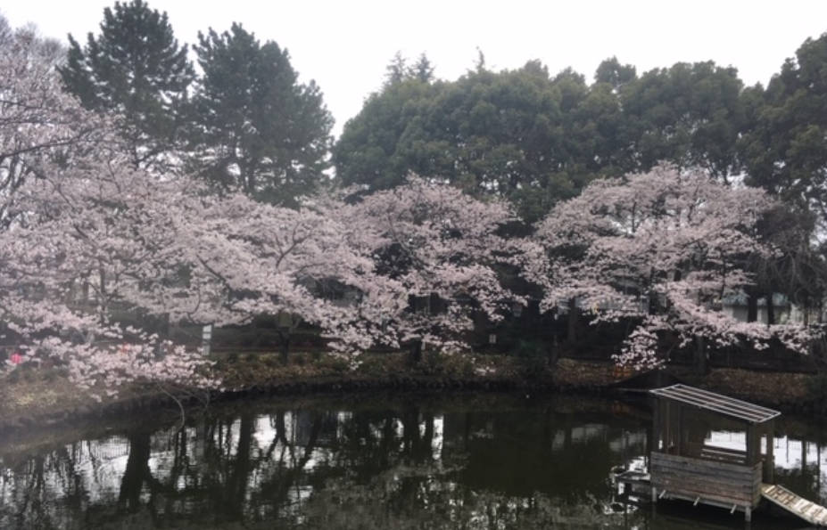 f:id:chuokurashinet:20190331170849p:plain