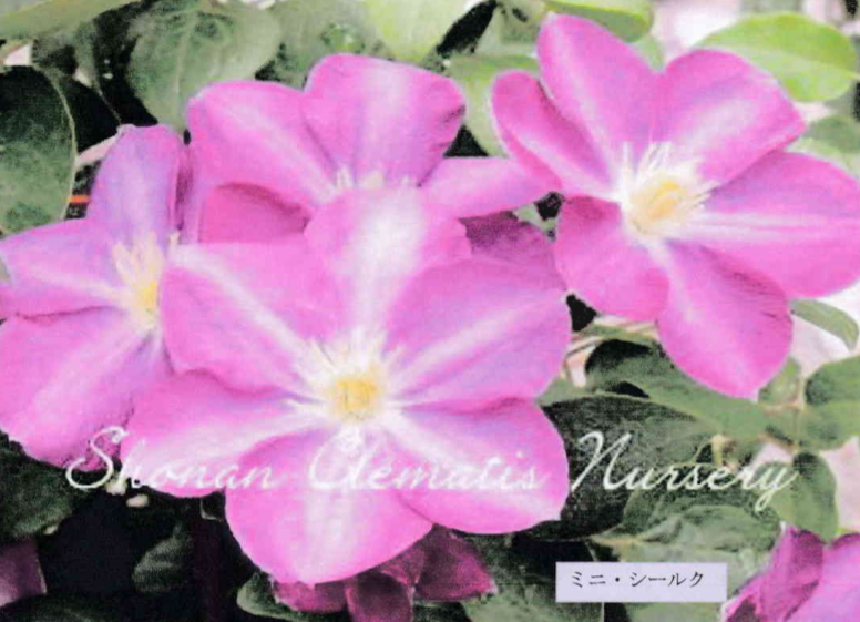 f:id:chuokurashinet:20190401121253p:plain
