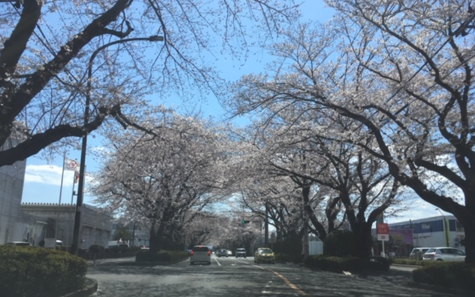 f:id:chuokurashinet:20190403141841p:plain