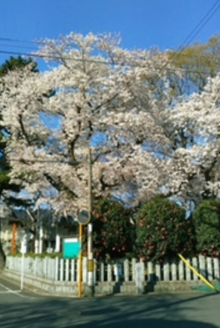 f:id:chuokurashinet:20190403142157p:plain
