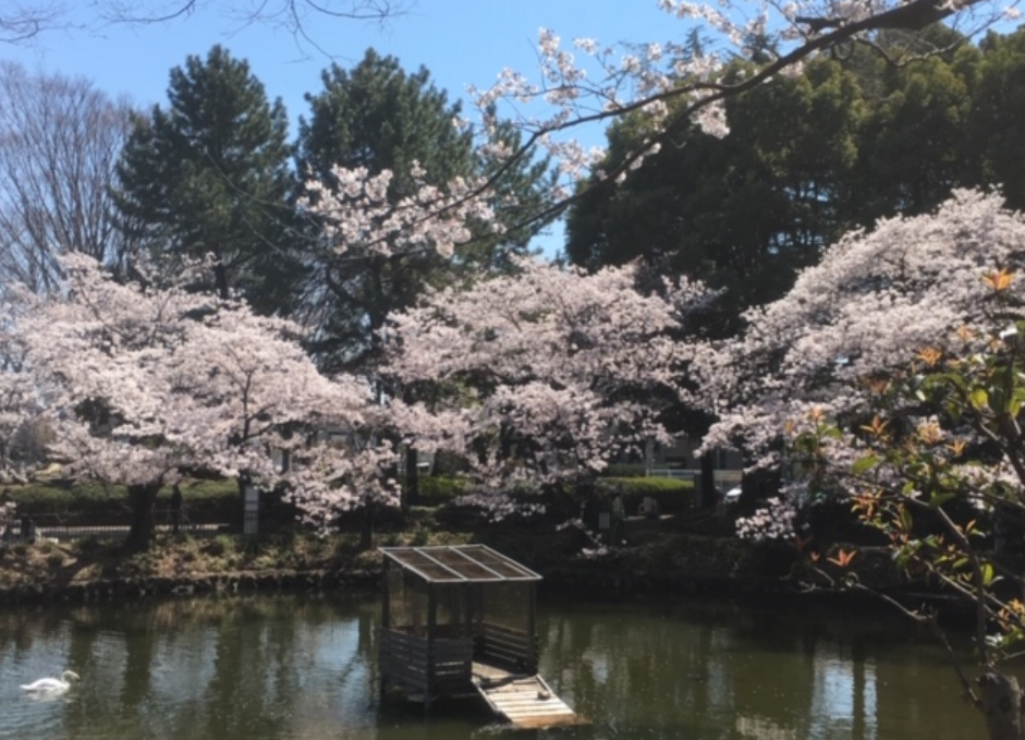 f:id:chuokurashinet:20190404211828p:plain