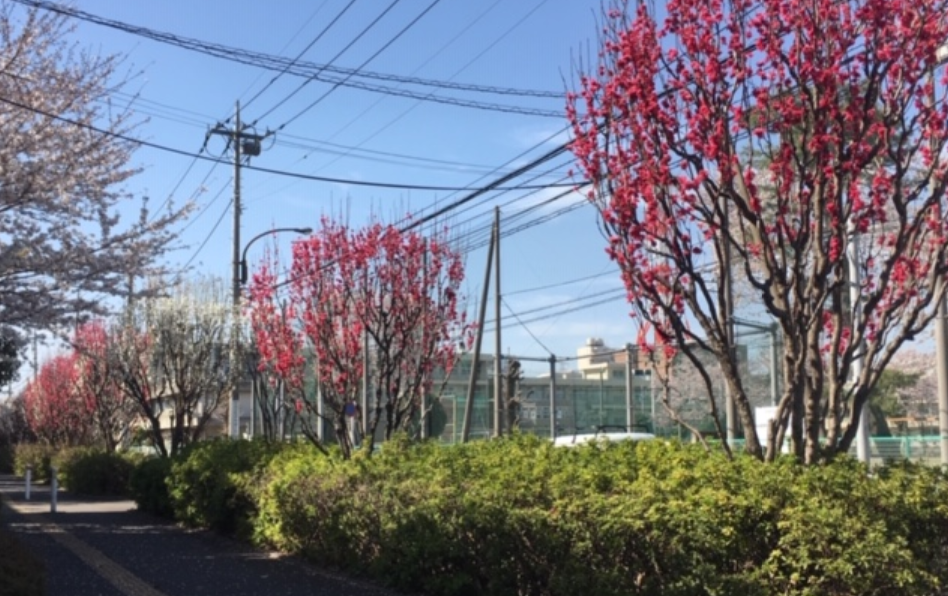 f:id:chuokurashinet:20190407073244p:plain