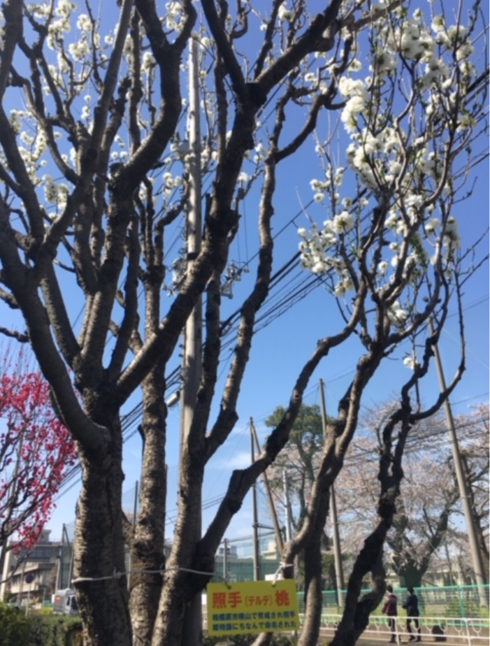 f:id:chuokurashinet:20190407073447p:plain