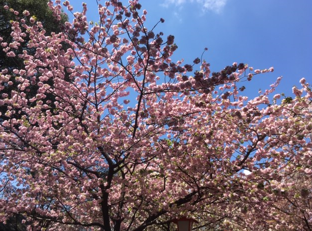 f:id:chuokurashinet:20190418214526p:plain