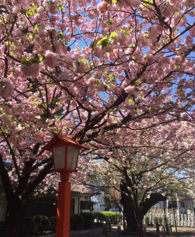 f:id:chuokurashinet:20190418214625p:plain