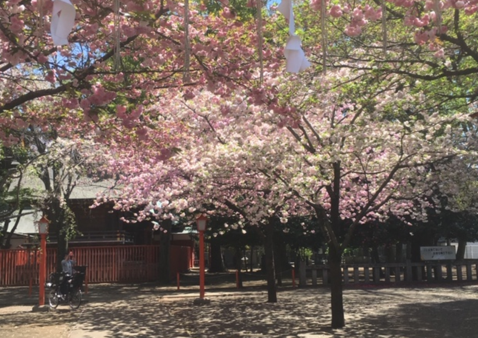 f:id:chuokurashinet:20190418214746p:plain
