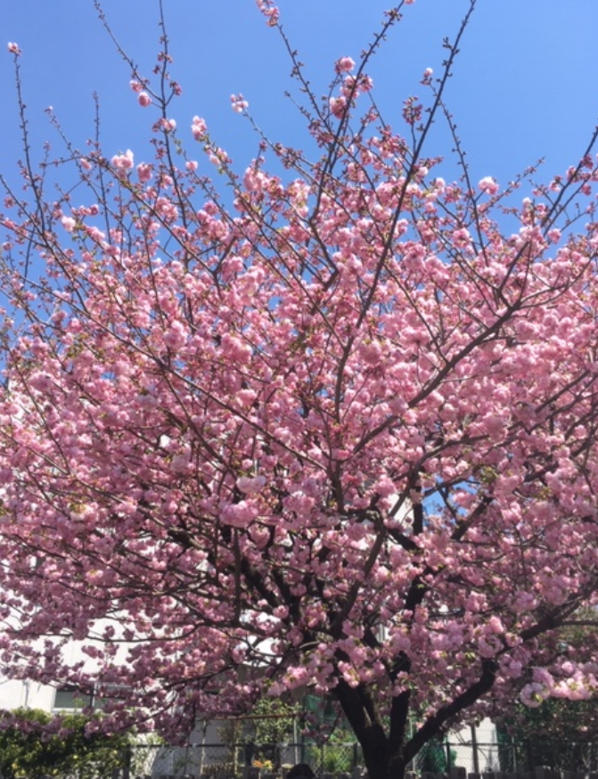 f:id:chuokurashinet:20190418214841p:plain