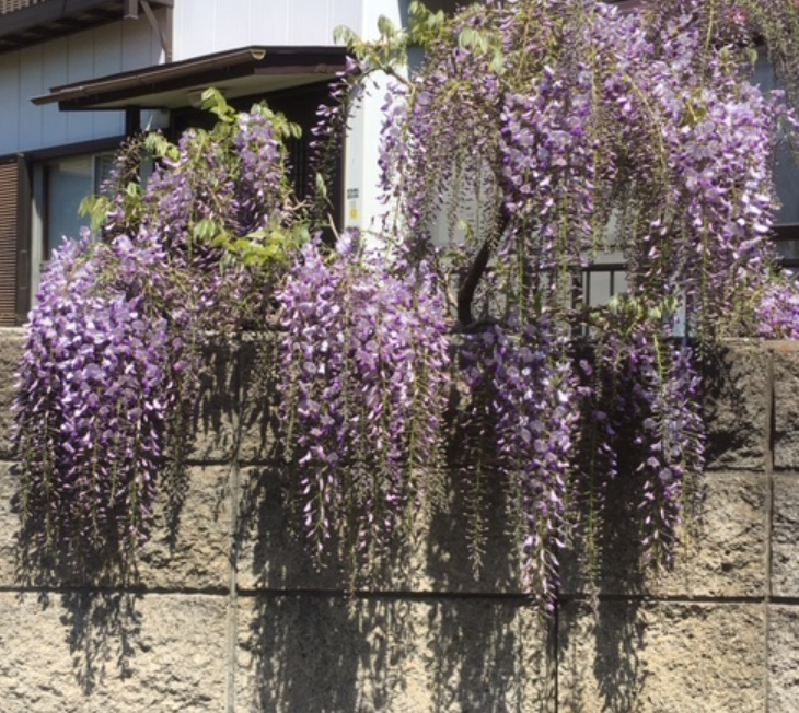 f:id:chuokurashinet:20190419065239p:plain