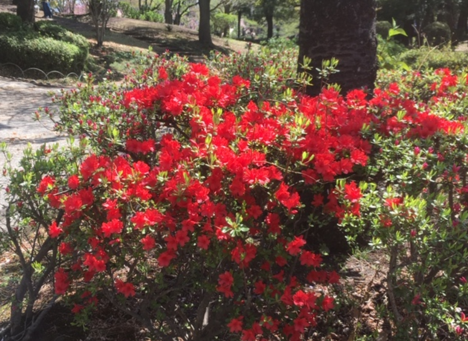 f:id:chuokurashinet:20190419065348p:plain