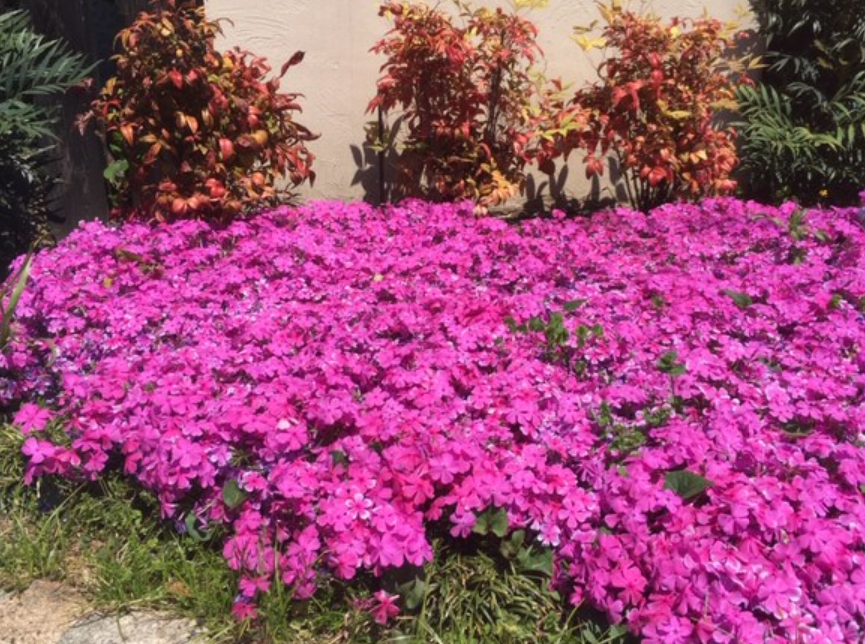 f:id:chuokurashinet:20190419065606p:plain