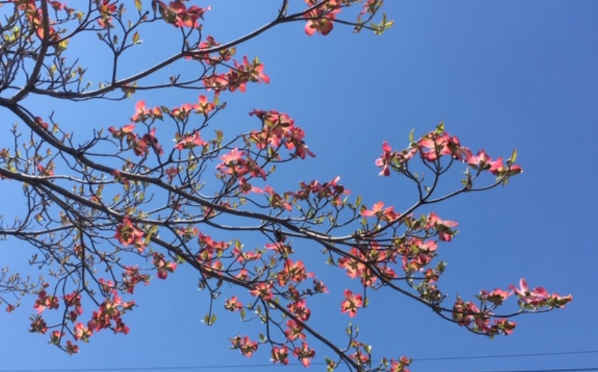 f:id:chuokurashinet:20190419065903p:plain