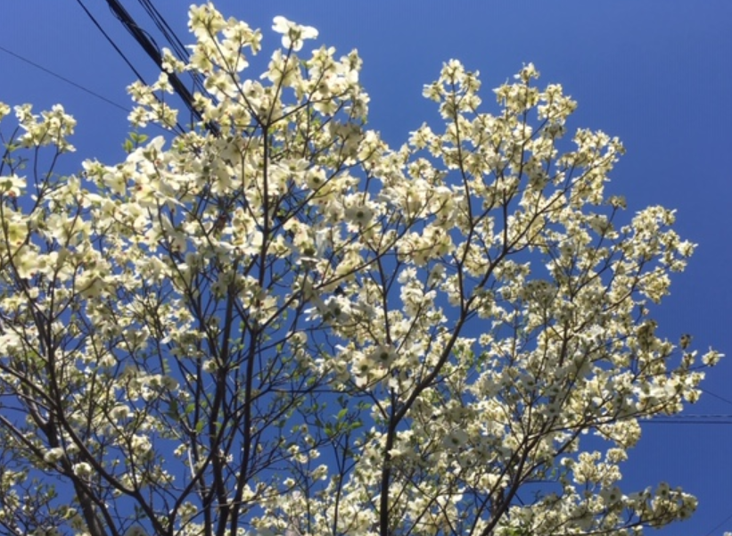 f:id:chuokurashinet:20190419070134p:plain