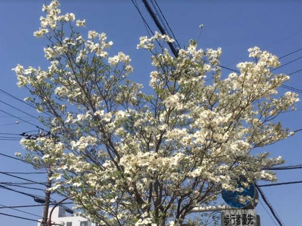 f:id:chuokurashinet:20190420152308p:plain