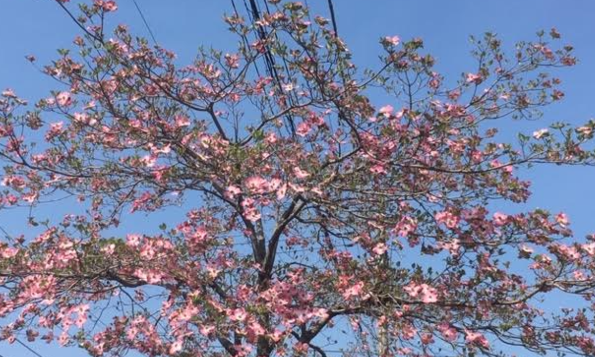 f:id:chuokurashinet:20190420152519p:plain