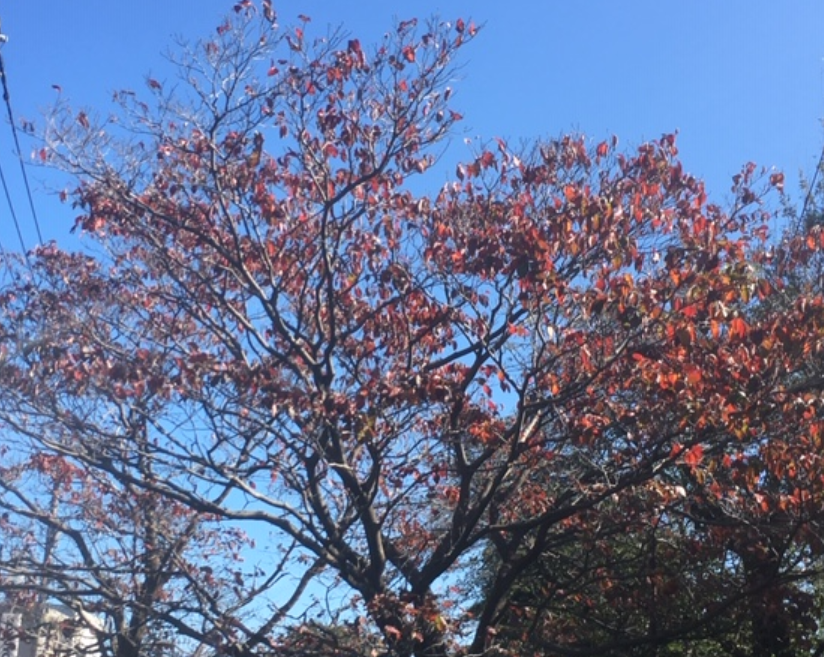 f:id:chuokurashinet:20191025081412p:plain