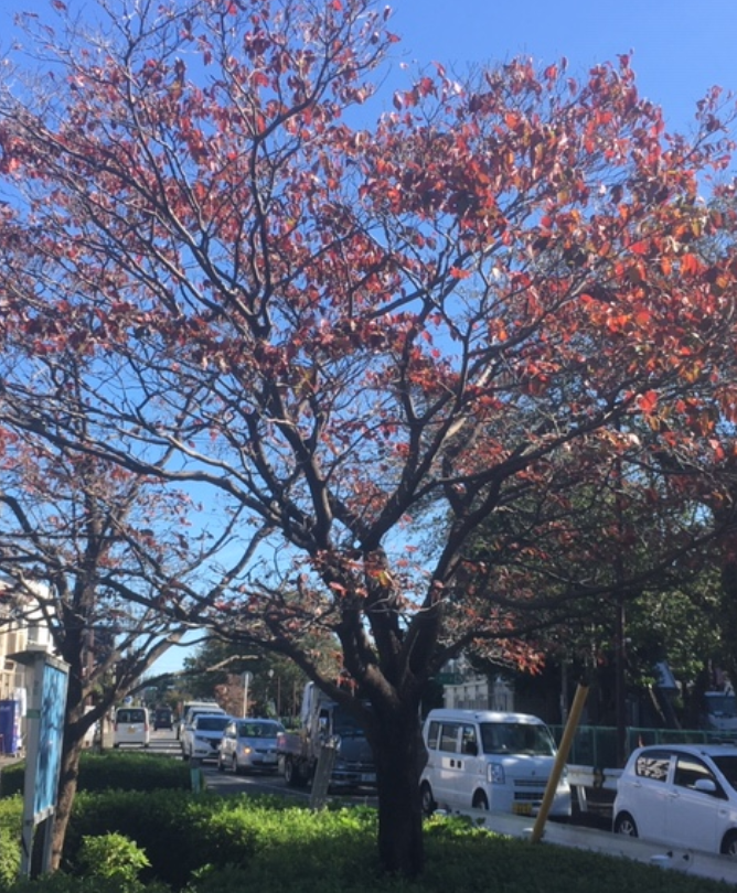 f:id:chuokurashinet:20191025081513p:plain