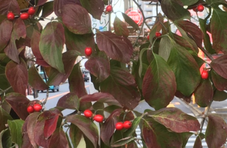 f:id:chuokurashinet:20191025081601p:plain