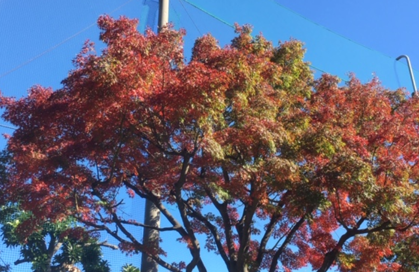 f:id:chuokurashinet:20191116164259p:plain