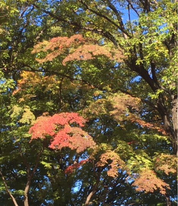 f:id:chuokurashinet:20191116164408p:plain