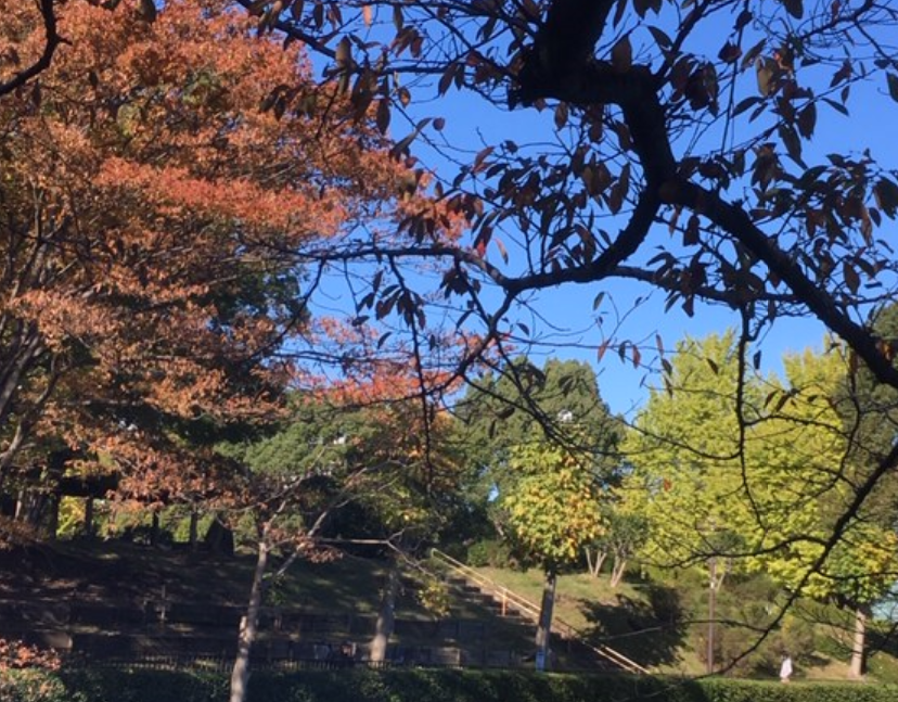 f:id:chuokurashinet:20191116164722p:plain