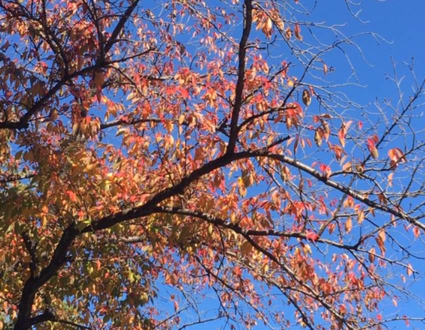 f:id:chuokurashinet:20191116164945p:plain