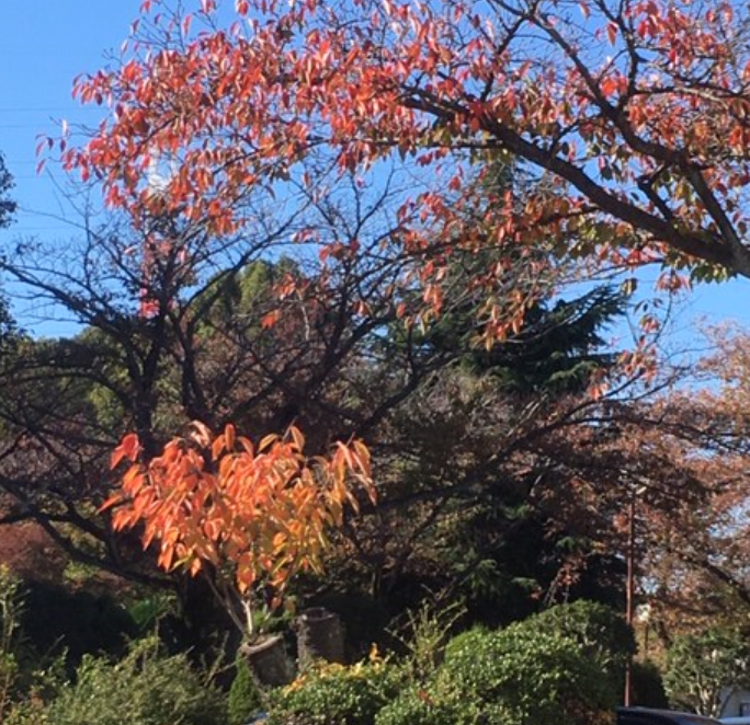 f:id:chuokurashinet:20191116165104p:plain