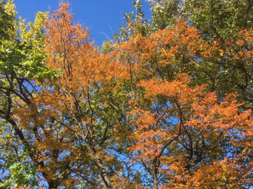 f:id:chuokurashinet:20191120124515p:plain