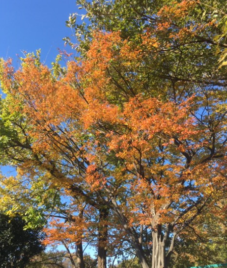 f:id:chuokurashinet:20191120124854p:plain