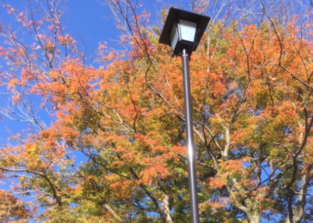 箱根 強羅公園の紅葉 11月21日現在 ちゅうおうくらしねっと 箱根 強羅公園の紅葉 11月21日現在 ちゅうおうくらしねっと