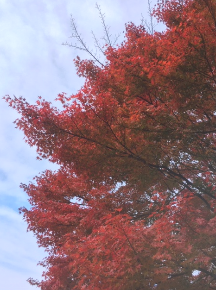 f:id:chuokurashinet:20191211110746p:plain