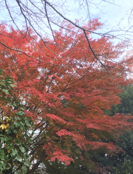 f:id:chuokurashinet:20191211110847p:plain