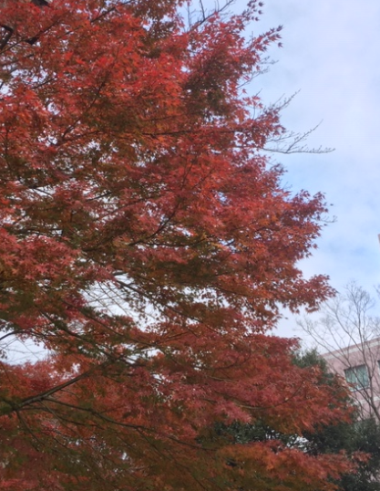 f:id:chuokurashinet:20191211110947p:plain