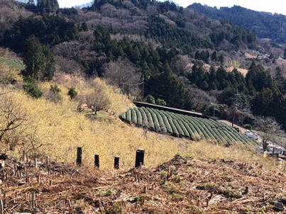 f:id:chuokurashinet:20200201082356p:plain