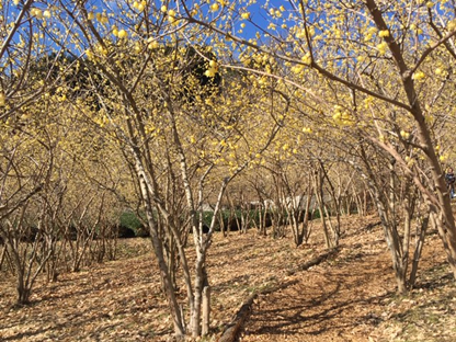 f:id:chuokurashinet:20200201082418p:plain