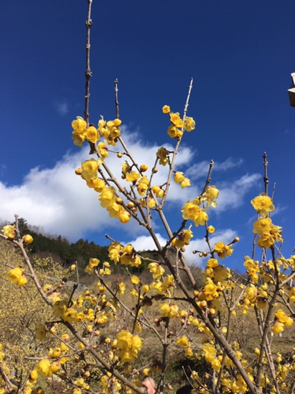 f:id:chuokurashinet:20200201082458p:plain