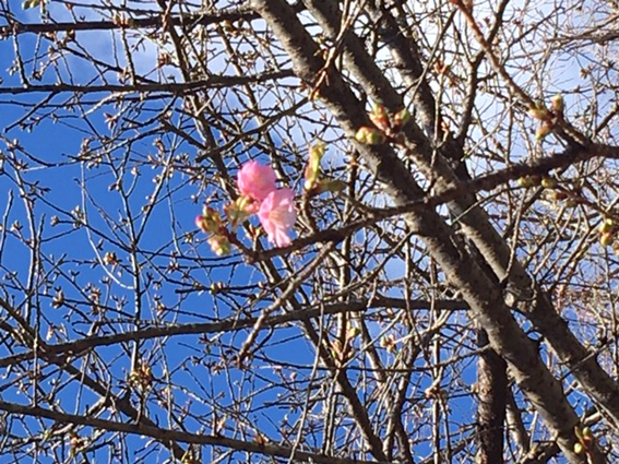 f:id:chuokurashinet:20200201082639p:plain