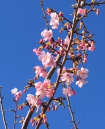f:id:chuokurashinet:20200207134510p:plain f:id:chuokurashinet:20200207134510p:plain