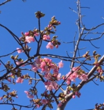f:id:chuokurashinet:20200207134609p:plain f:id:chuokurashinet:20200207134609p:plain